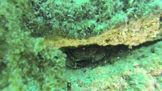 Геленджик, Толстый мыс - погружение на банку и рыбалка рядом