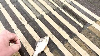 Агой по береговой рыбалке на набережной это рабочая тема