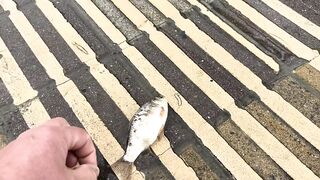 Агой по береговой рыбалке на набережной это рабочая тема