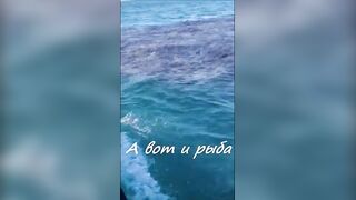 Анапская бухта, Краснодарский край рыба держится у стенок