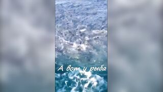 Анапская бухта, Краснодарский край рыба держится у стенок