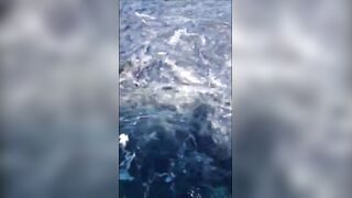 Анапская бухта, Краснодарский край рыба держится у стенок