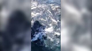 Анапская бухта, Краснодарский край рыба держится у стенок