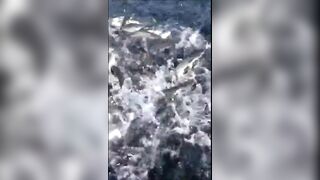 Анапская бухта, Краснодарский край рыба держится у стенок