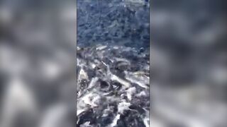 Анапская бухта, Краснодарский край рыба держится у стенок