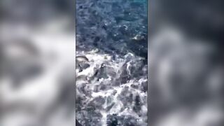 Анапская бухта, Краснодарский край рыба держится у стенок