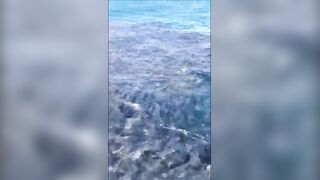 Анапская бухта, Краснодарский край рыба держится у стенок