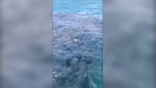 Анапская бухта, Краснодарский край рыба держится у стенок