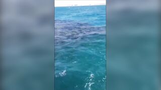 Анапская бухта, Краснодарский край рыба держится у стенок