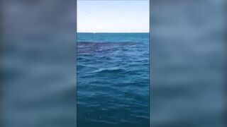 Анапская бухта, Краснодарский край рыба держится у стенок