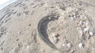 Благовещенская - сарган в Чёрном море у кромки прибоя