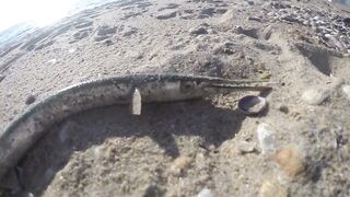 Благовещенская - сарган в Чёрном море у кромки прибоя