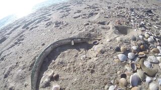 Благовещенская - сарган в Чёрном море у кромки прибоя