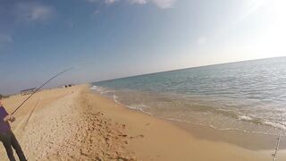 Благовещенская - сарган в Чёрном море у кромки прибоя