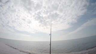 Благовещенская - сарган в Чёрном море у кромки прибоя