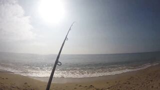 Благовещенская - сарган в Чёрном море у кромки прибоя