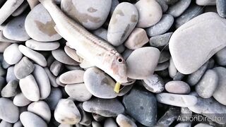 Небуг: горбыль у пляжа и прибрежный рокфишинг