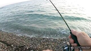 Небуг: горбыль у пляжа и прибрежный рокфишинг