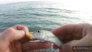 Небуг: горбыль у пляжа и прибрежный рокфишинг