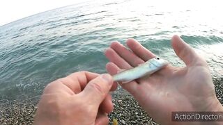 Небуг: горбыль у пляжа и прибрежный рокфишинг