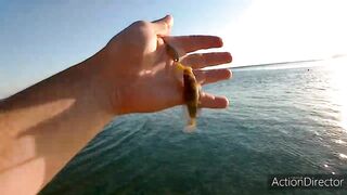 Небуг: горбыль у пляжа и прибрежный рокфишинг