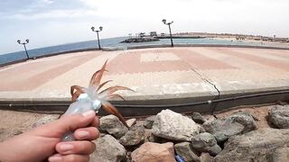 Рыбалка в Хургаде с берега - ловля кальмаров у отеля New Eagles Aqua Park Resort