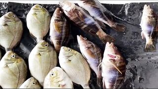 Партенит, Крым. Карась в сентябре у берега