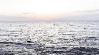 Партенит, Крым. Карась в сентябре у берега