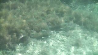 Понизовка, Крым подводная охота у береговой бровки