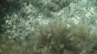 Понизовка, Крым подводная охота у береговой бровки