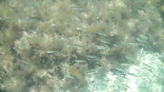 Понизовка, Крым подводная охота у береговой бровки