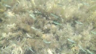 Понизовка, Крым подводная охота у береговой бровки