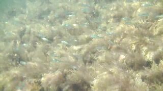 Понизовка, Крым подводная охота у береговой бровки