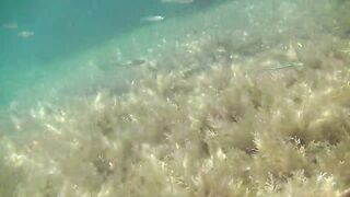 Понизовка, Крым подводная охота у береговой бровки