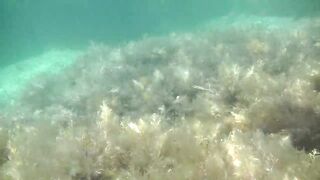 Понизовка, Крым подводная охота у береговой бровки