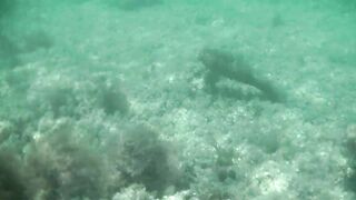 Понизовка, Крым подводная охота у береговой бровки