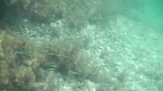 Понизовка, Крым подводная охота у береговой бровки