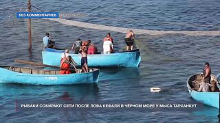 Мыс Тарханкут, Чёрное море кефаль ловят и вялят