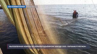 Мыс Тарханкут, Чёрное море кефаль ловят и вялят