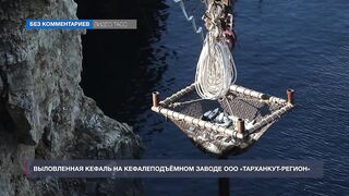 Мыс Тарханкут, Чёрное море кефаль ловят и вялят