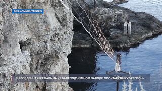 Мыс Тарханкут, Чёрное море кефаль ловят и вялят