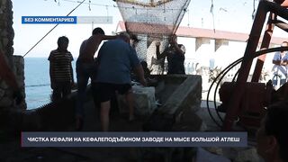 Мыс Тарханкут, Чёрное море кефаль ловят и вялят