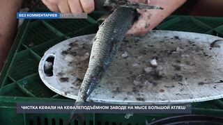 Мыс Тарханкут, Чёрное море кефаль ловят и вялят