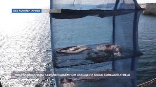 Мыс Тарханкут, Чёрное море кефаль ловят и вялят