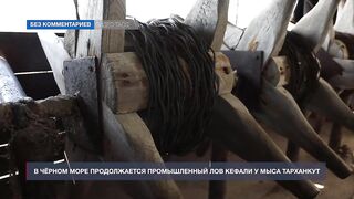 Мыс Тарханкут, Чёрное море кефаль ловят и вялят