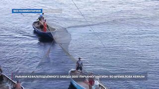 Мыс Тарханкут, Чёрное море кефаль ловят и вялят