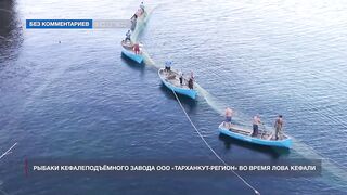 Мыс Тарханкут, Чёрное море кефаль ловят и вялят