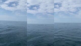 Имеретинская бухта, Сочи. Дельфины рядом и береговая рыбалка