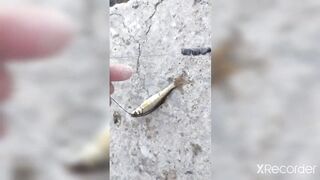 Псезуапсе, Лазаревское. Гольян и поиск форели