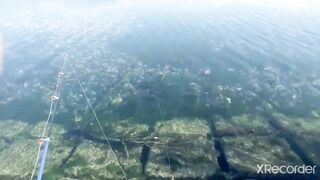 Псезуапсе, Лазаревское. Гольян и поиск форели